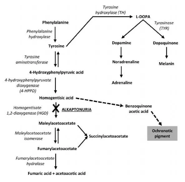 Figure 3. Phenylalanine/tyrosine metabolic pathway (Wilson P.J.M., et al., 2020).